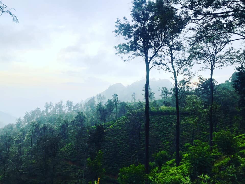 Mountain View & Chalets